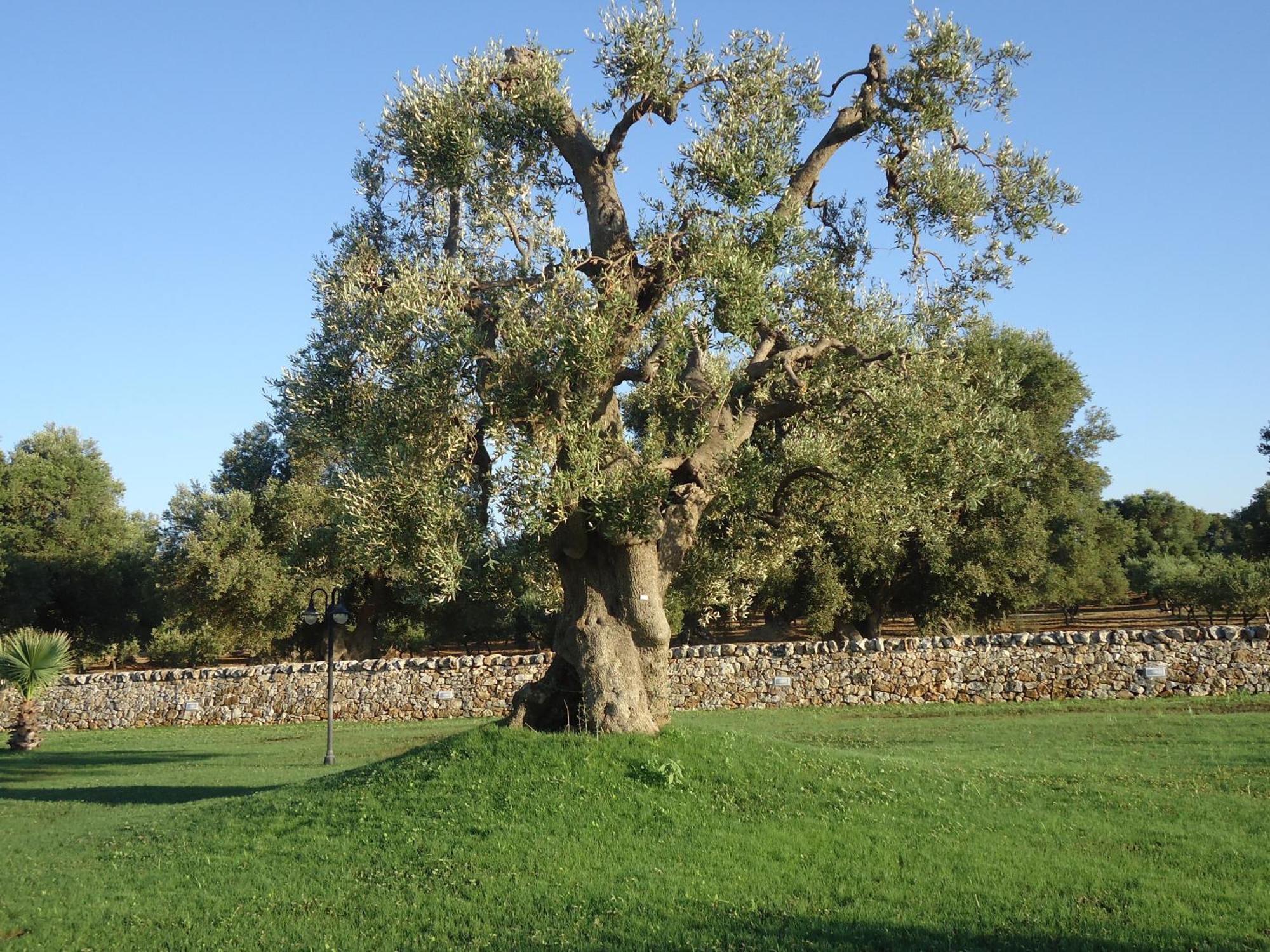 Masseria Valente Остуни Экстерьер фото